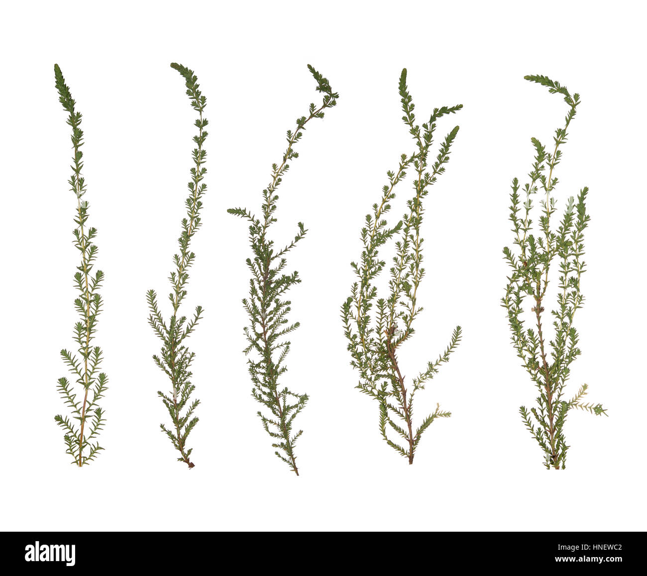 Moos Zweige isoliert. Herbarium des Mooses. Die natürliche Farbe und Textur. Getrocknete und gepresste Zweig. Stockfoto
