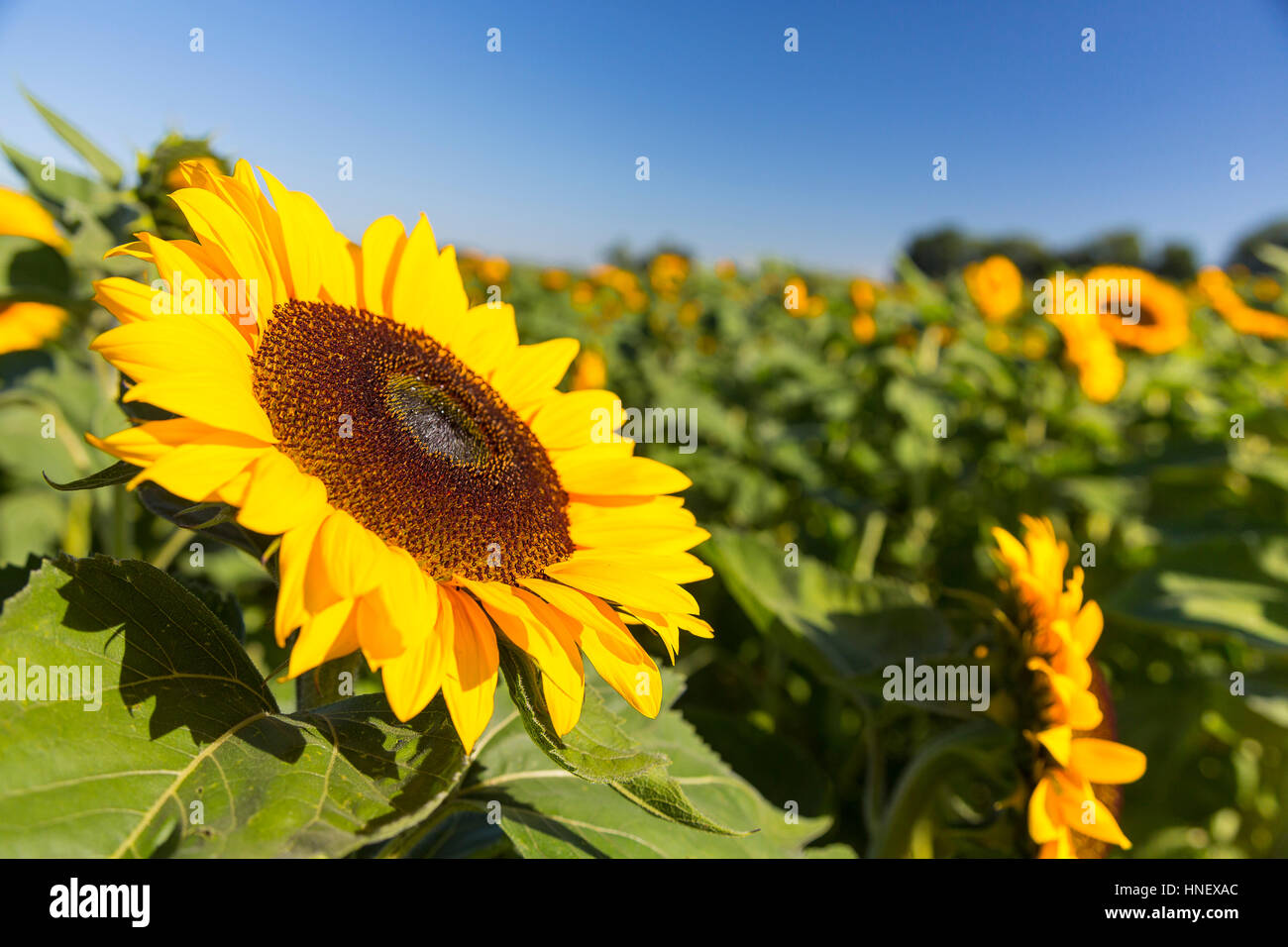 Sonnenblume (Helianthus Annuus), blühenden Sonnenblumenfeld, Sachsen, Deutschland Stockfoto