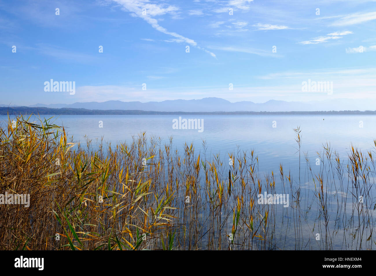 Schilf am See, Starnberger See, Bernried, Fünfseenland, hinten Alpen, Upper Bavaria, Bavaria, Germany Stockfoto
