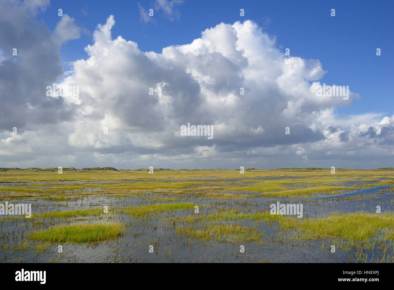 Salzwiesen mit Überschwemmungen Flut und Aberkennung der Quellwolken (Cumulus), Sankt Peter-Ording, Schleswig-Holstein Wattenmeer Stockfoto