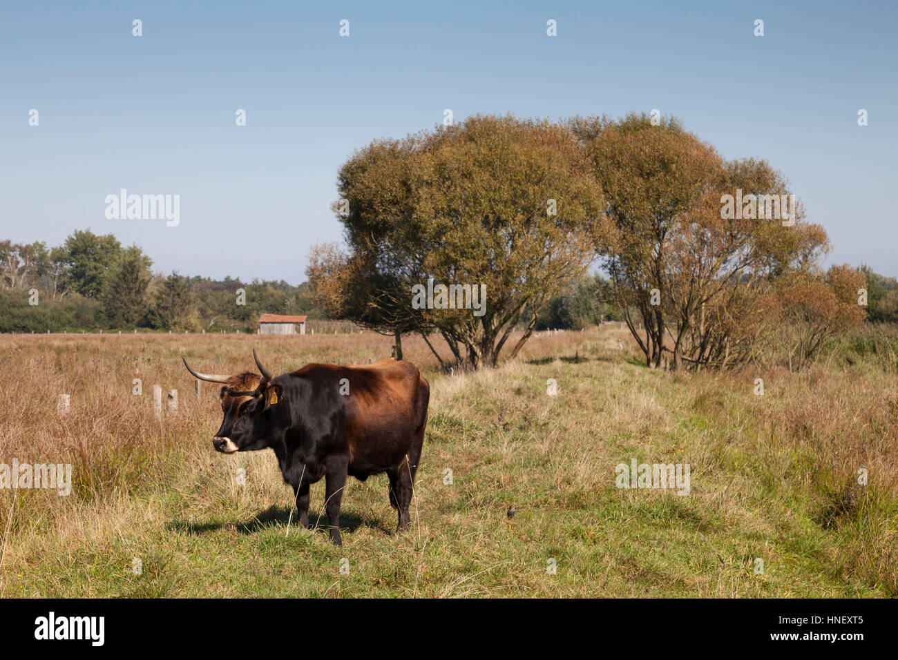 Rinder (Bos Taurus), septische drain Felder, Naturschutzgebiet, Münster, Münsterland, Nordrhein-Westfalen, Deutschland Stockfoto
