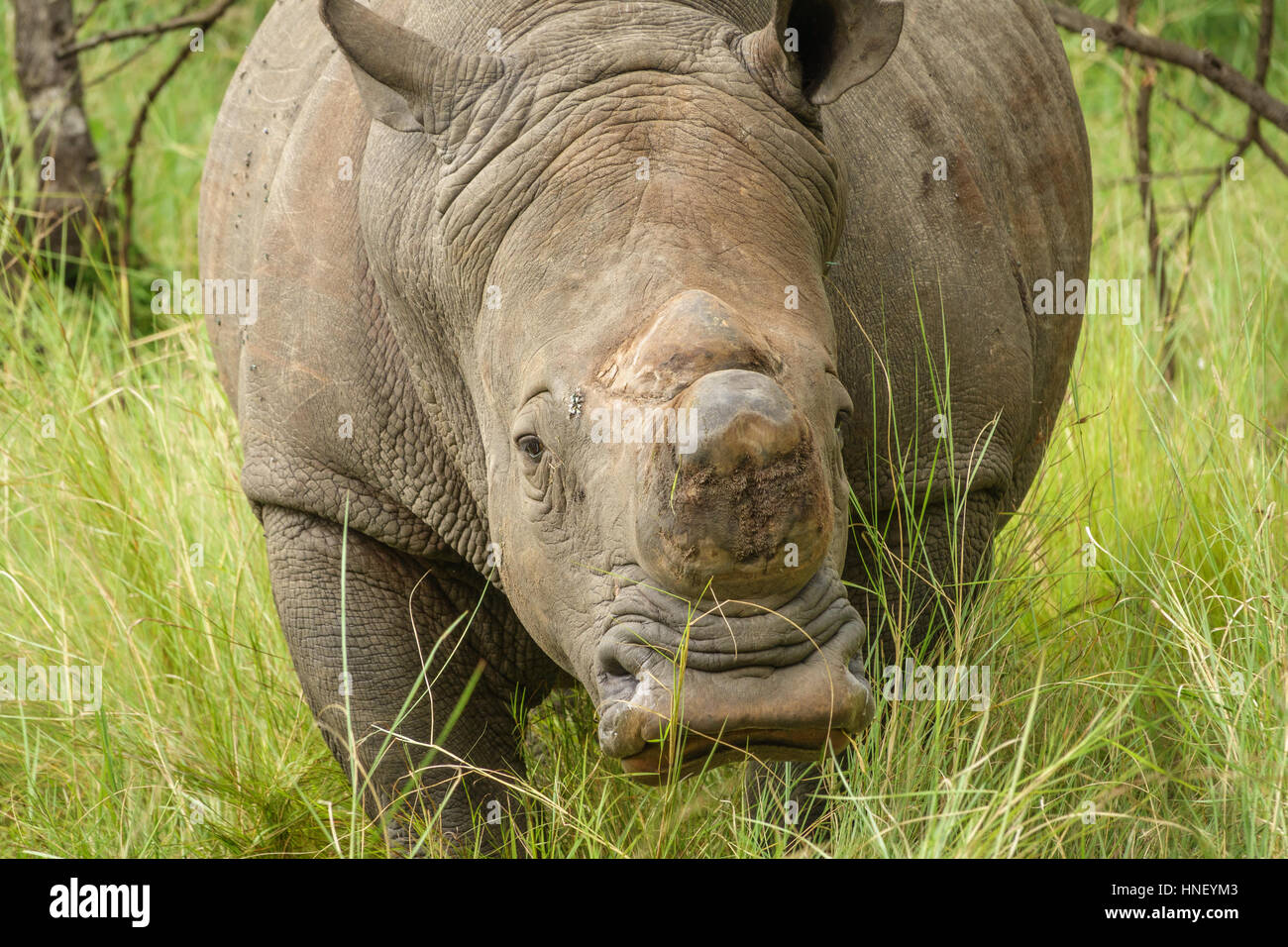 Vorderansicht des Weißes Nashorn ohne Horn in Uganda Stockfoto