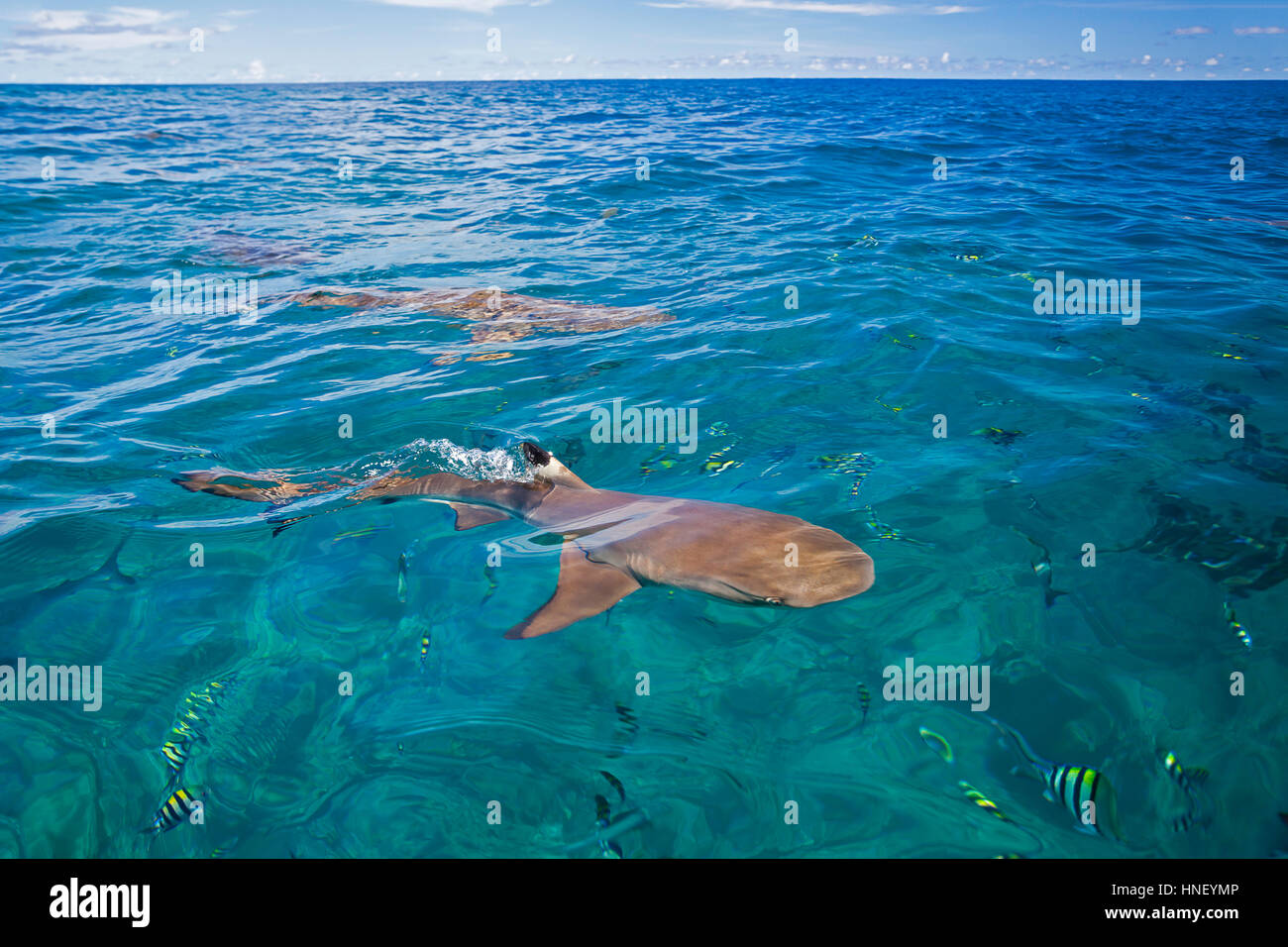 Die Rückenflossen Schwarzspitzen-Riffhaie, Carcharhinus Melanopterus, brechen die Oberfläche der Insel Yap in Mikronesien. Stockfoto