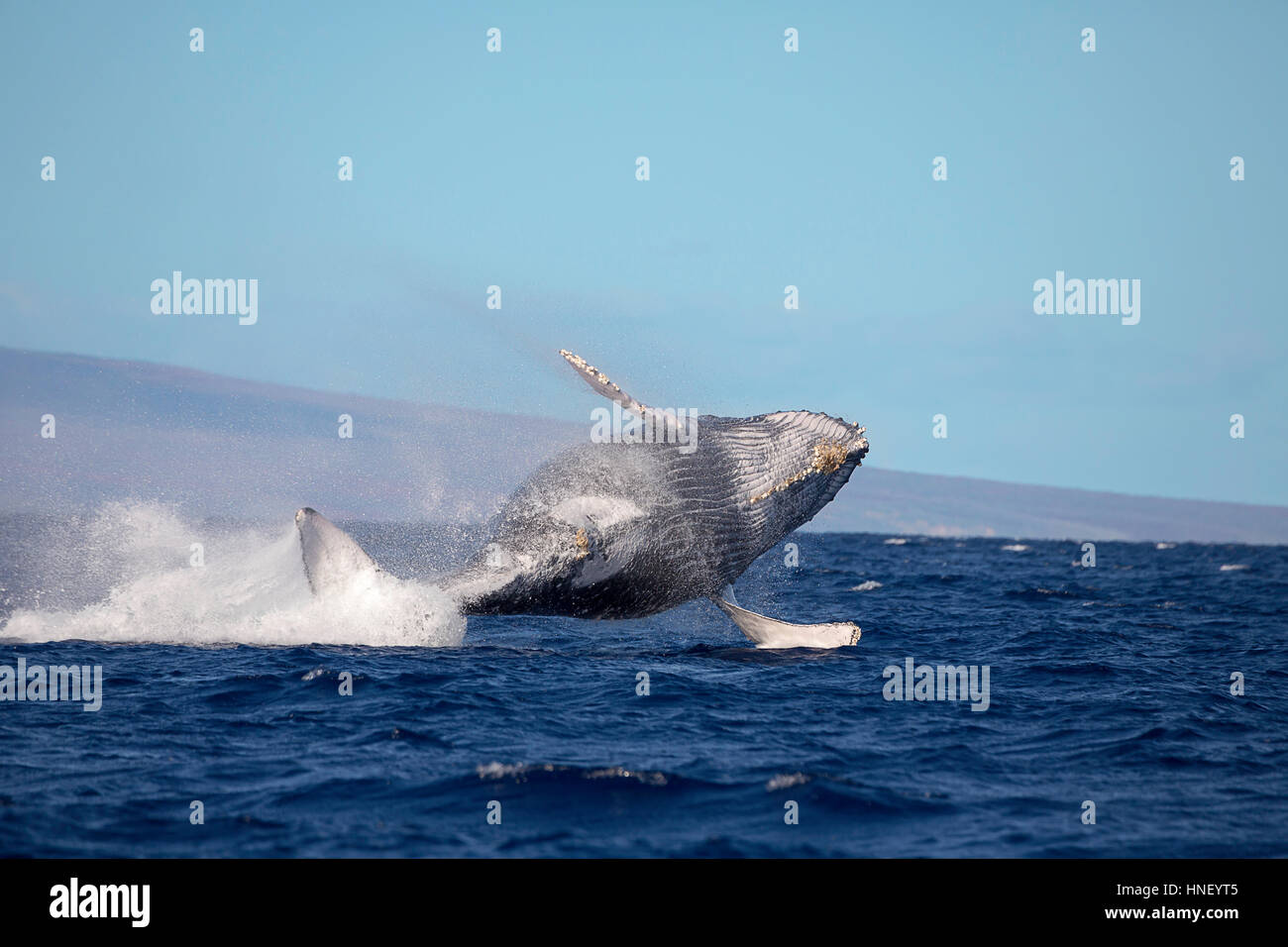 Dagegen verstößt Buckelwal, Impressionen Novaeangliae, Hawaii. Stockfoto