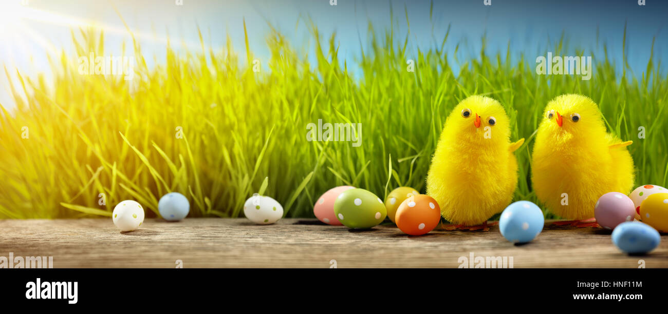 Gelbe Ostern Küken und Easter Eggs in Feld Stockfoto