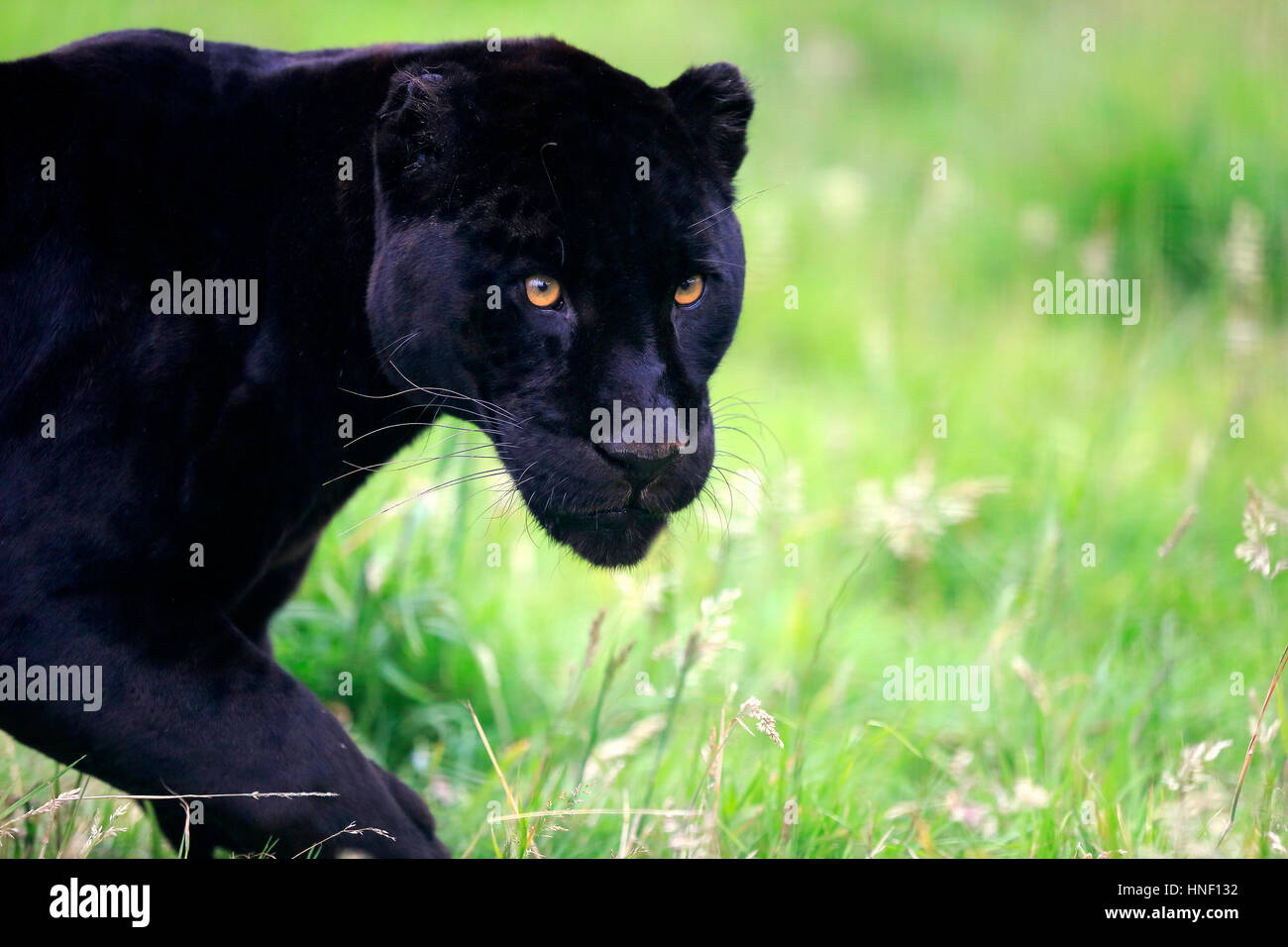 Jaguar Schwarze Panther Panthera Onca Erwachsene Portr t Warnung Jaguar Schwarze Panther Panthera Onca Erwachsene Portr t Warnung