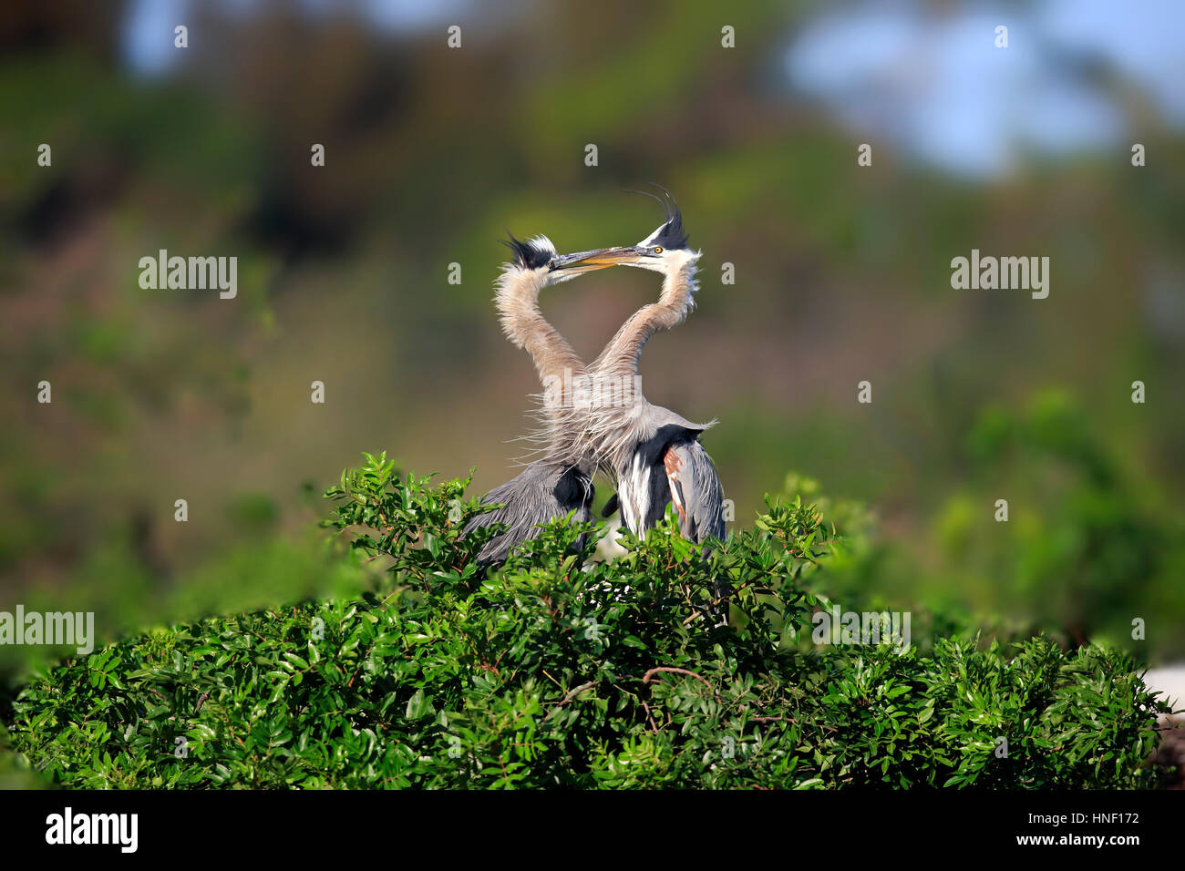 Great Blue Heron, (Ardea Herodias), Venedig Rookery, Venice, Florida, USA, Nordamerika, Erwachsene mit jungen im Nest füttern Stockfoto