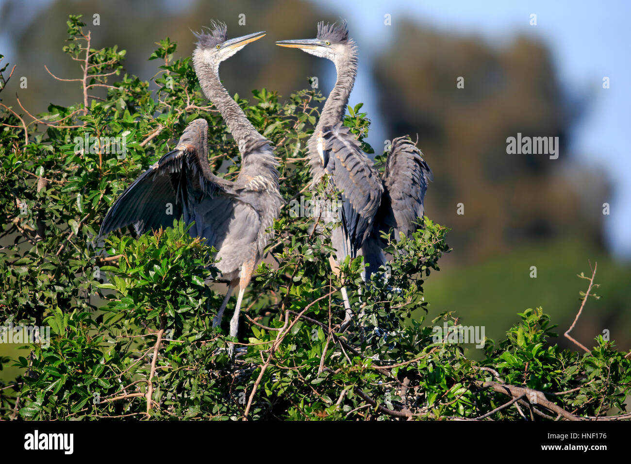 Great Blue Heron, (Ardea Herodias), Venedig Rookery, Venice, Florida, USA, Nordamerika, zwei subadulte auf Baum Stockfoto