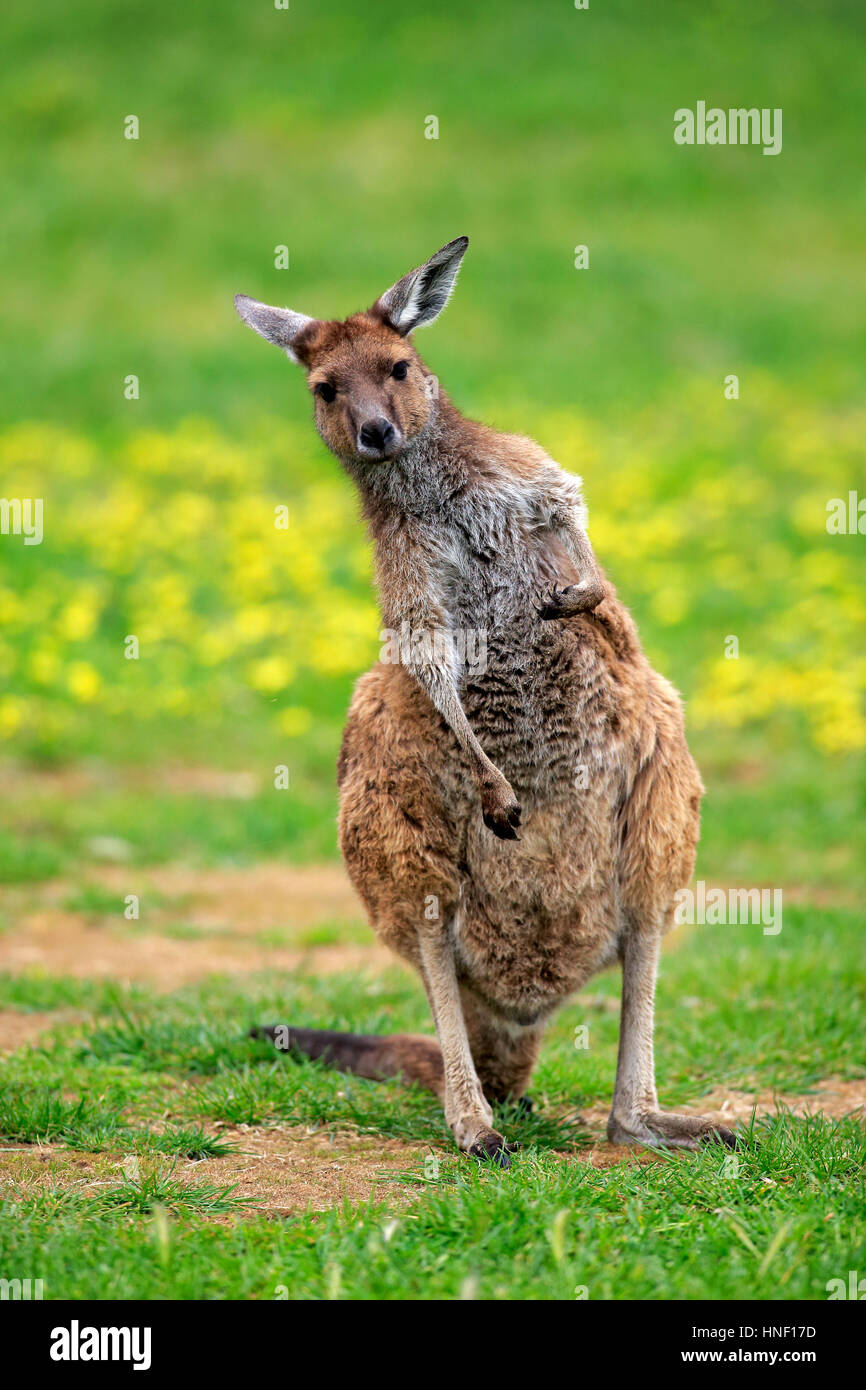 Kangaroo Island Känguru, (Macropus Fuliginosus Fuliginosus), Erwachsene pflegen, South Australia, Australien Stockfoto