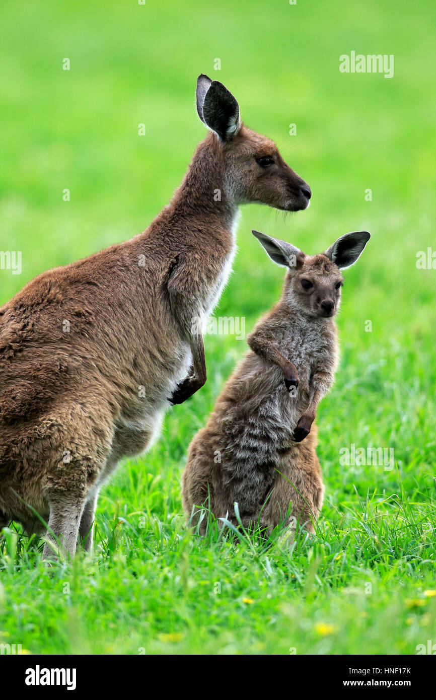 Känguru Kangaroo Island, (Macropus Fuliginosus Fuliginosus), Mutter mit jungen, South Australia, Australien Stockfoto