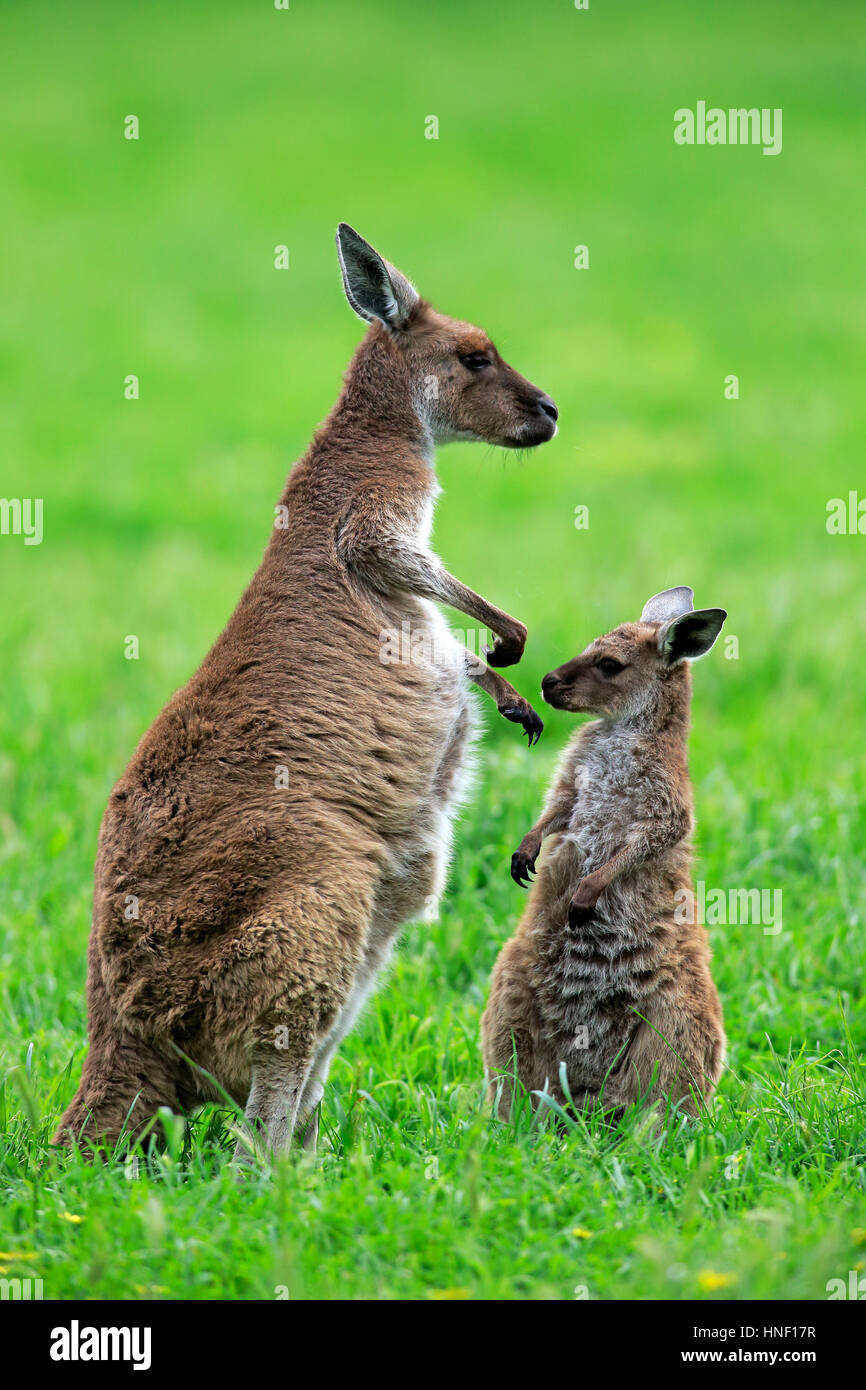 Känguru Kangaroo Island, (Macropus Fuliginosus Fuliginosus), Mutter mit jungen, South Australia, Australien Stockfoto