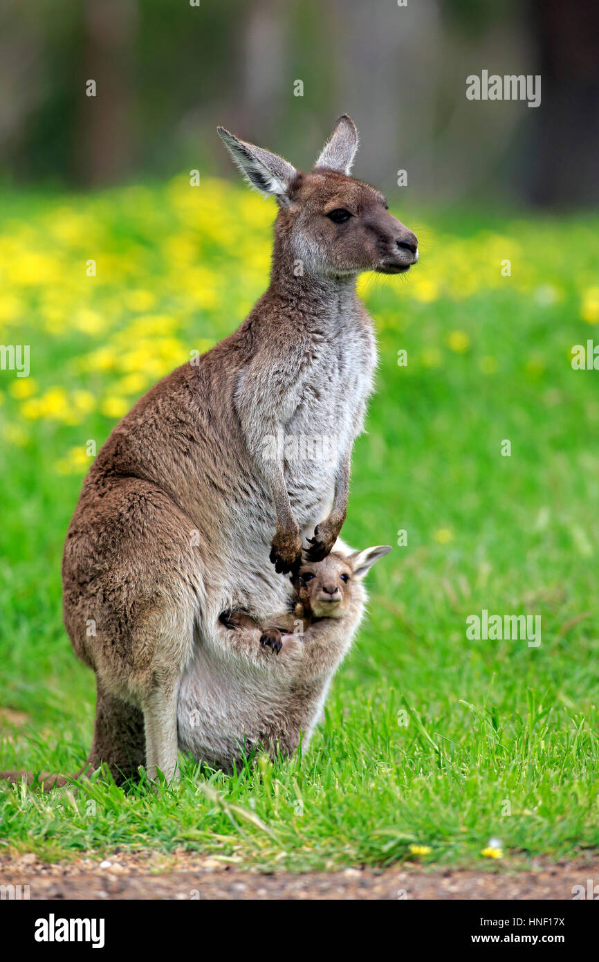 Känguru Kangaroo Island, (Macropus Fuliginosus Fuliginosus), Mutter mit jungen Blick aus Beutel, South Australia, Australien Stockfoto