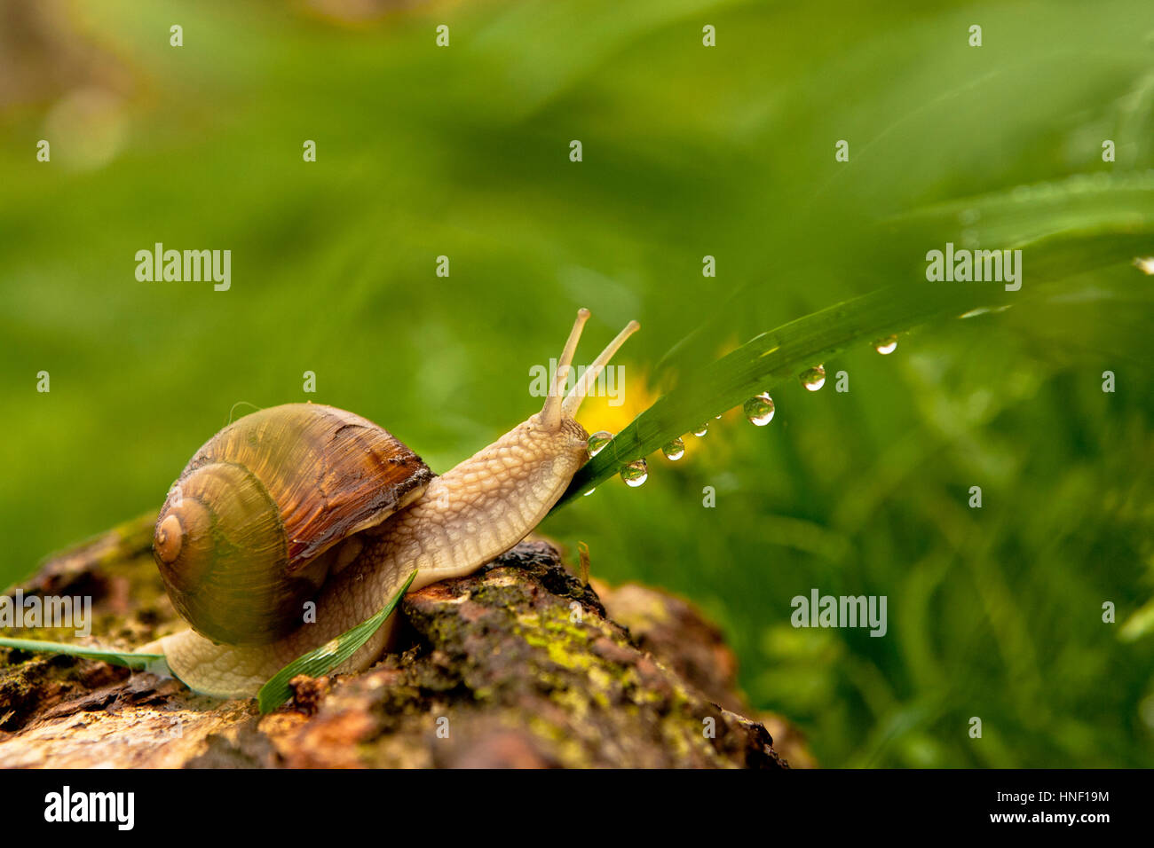 schleimige-schnecke-stockfotos-und-bilder-kaufen-alamy
