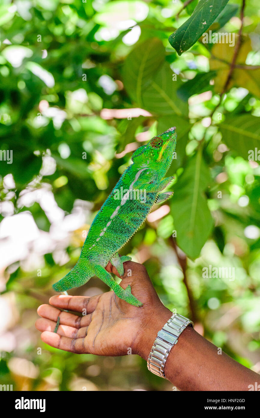 Madagaskar, Nosy Komba, Pantherchamäleon Stockfoto