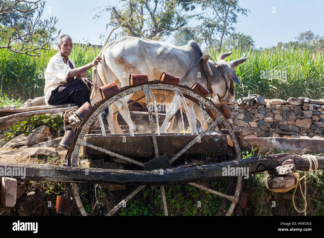 KUMBHALGARH, Indien - 17. Januar 2015: Ein Bauer arbeitet ein paar Ochsen, ein Wasserrad im ländlichen Rajasthan zu fahren. Das Vieh Drehrad mit dem die zieht Stockfoto