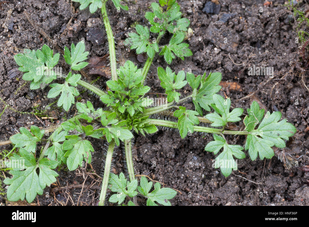 Kriechende Hahnenfu (Ranunculus repens), Bltter, Deutschland  Stockfotografie - Alamy