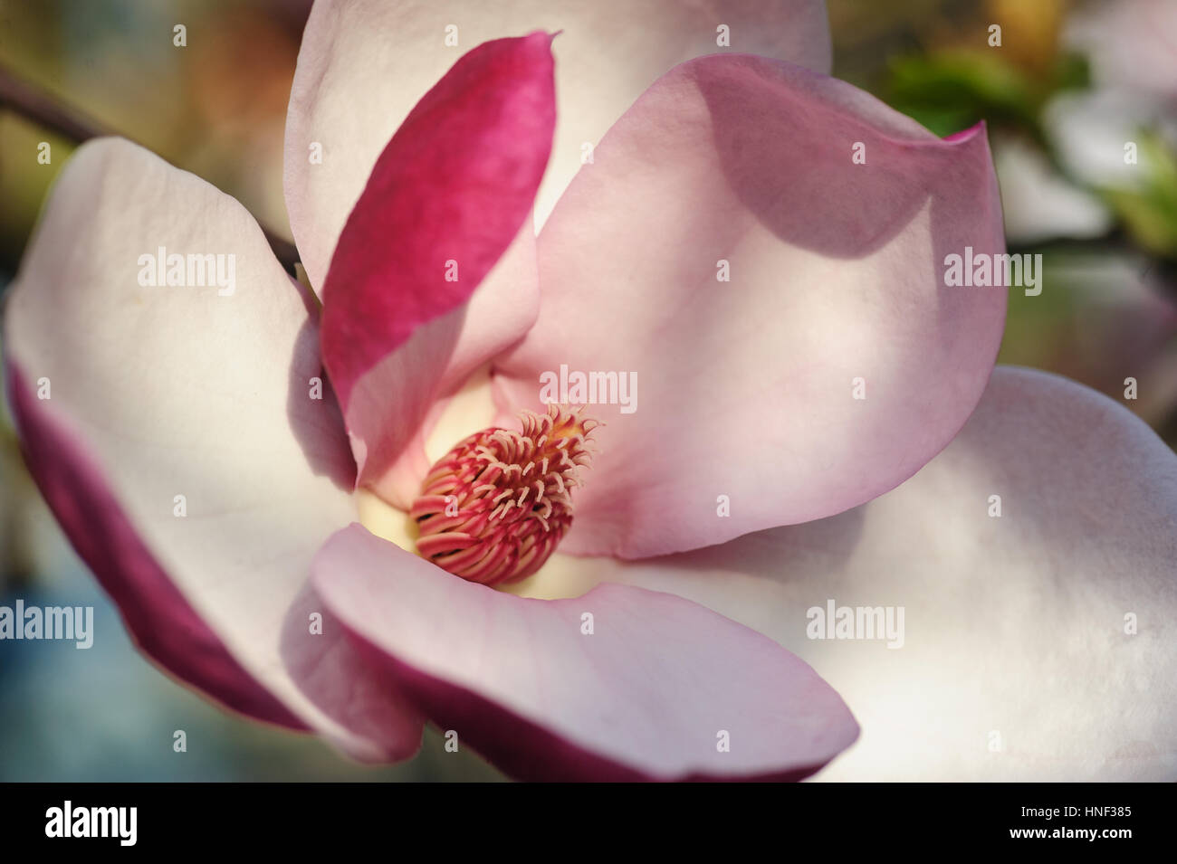 Rosa Magnolie Blume Blüte im Frühlingsgarten Stockfoto