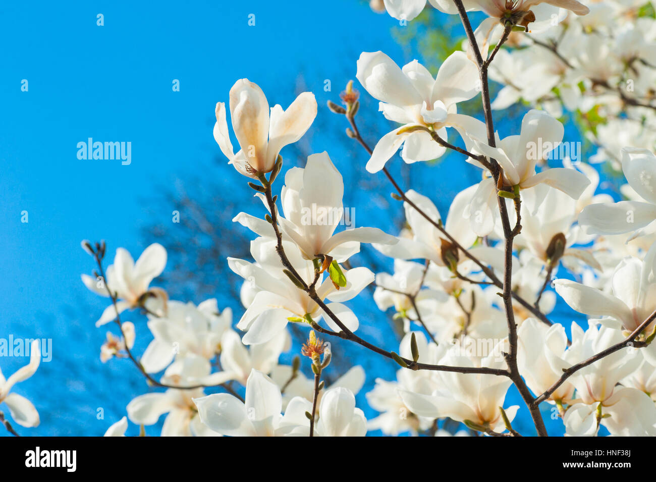 weiß blühende Magnolien im Frühlingsgarten Stockfoto