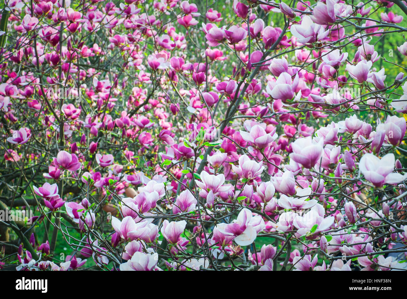 Rosa blühende Magnolien im Frühlingsgarten Stockfoto