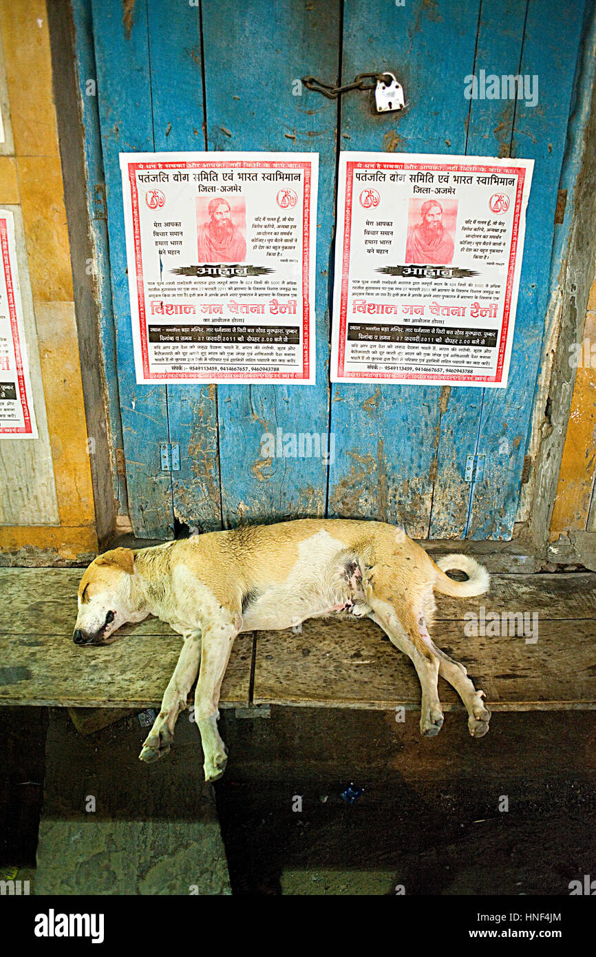 Hund, schlafen, Pushkar, Rajasthan, Indien Stockfoto