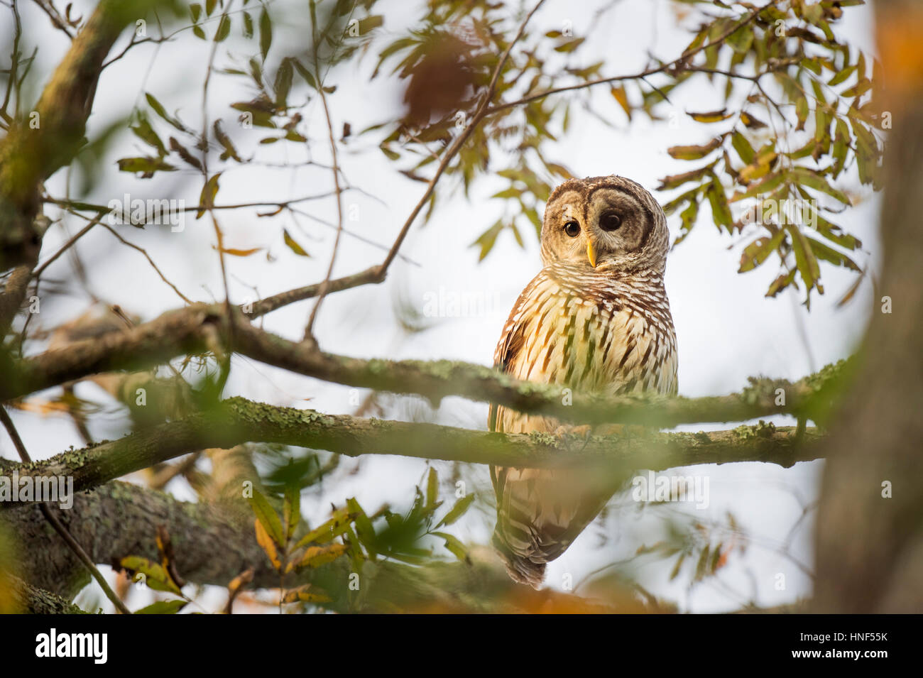 Ein Streifenkauz sitzt in einem Baum, wie am frühen Morgen Sonnenlicht darauf seine großen Augen zu zeigen scheint. Stockfoto