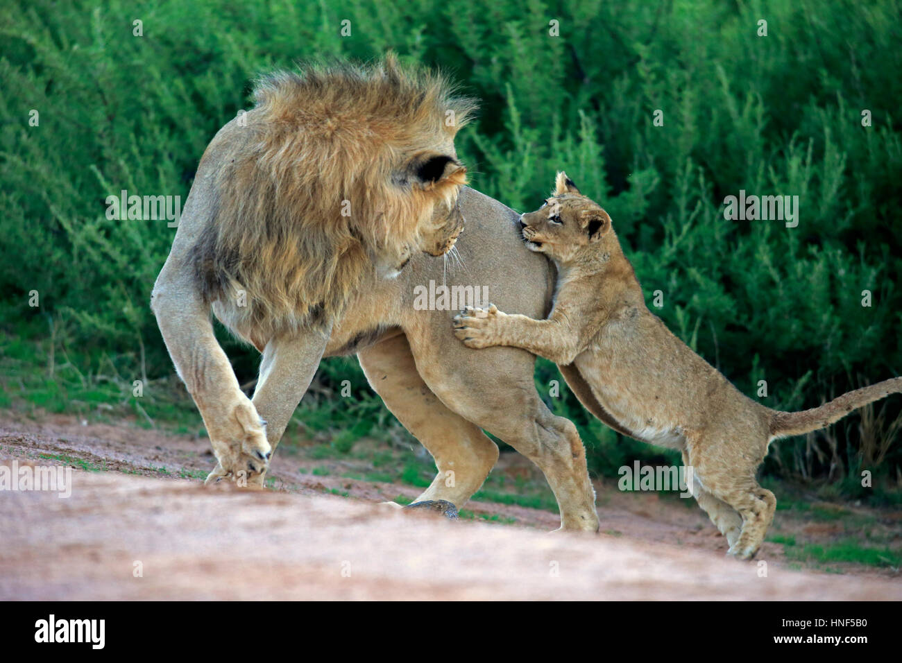 Löwe (Panthera Leo), junge vier Monate alten Bruder fünf Jahre alt, Wildreservat Tswalu Kalahari, Northern Cape, Südafrika, Afrika Stockfoto