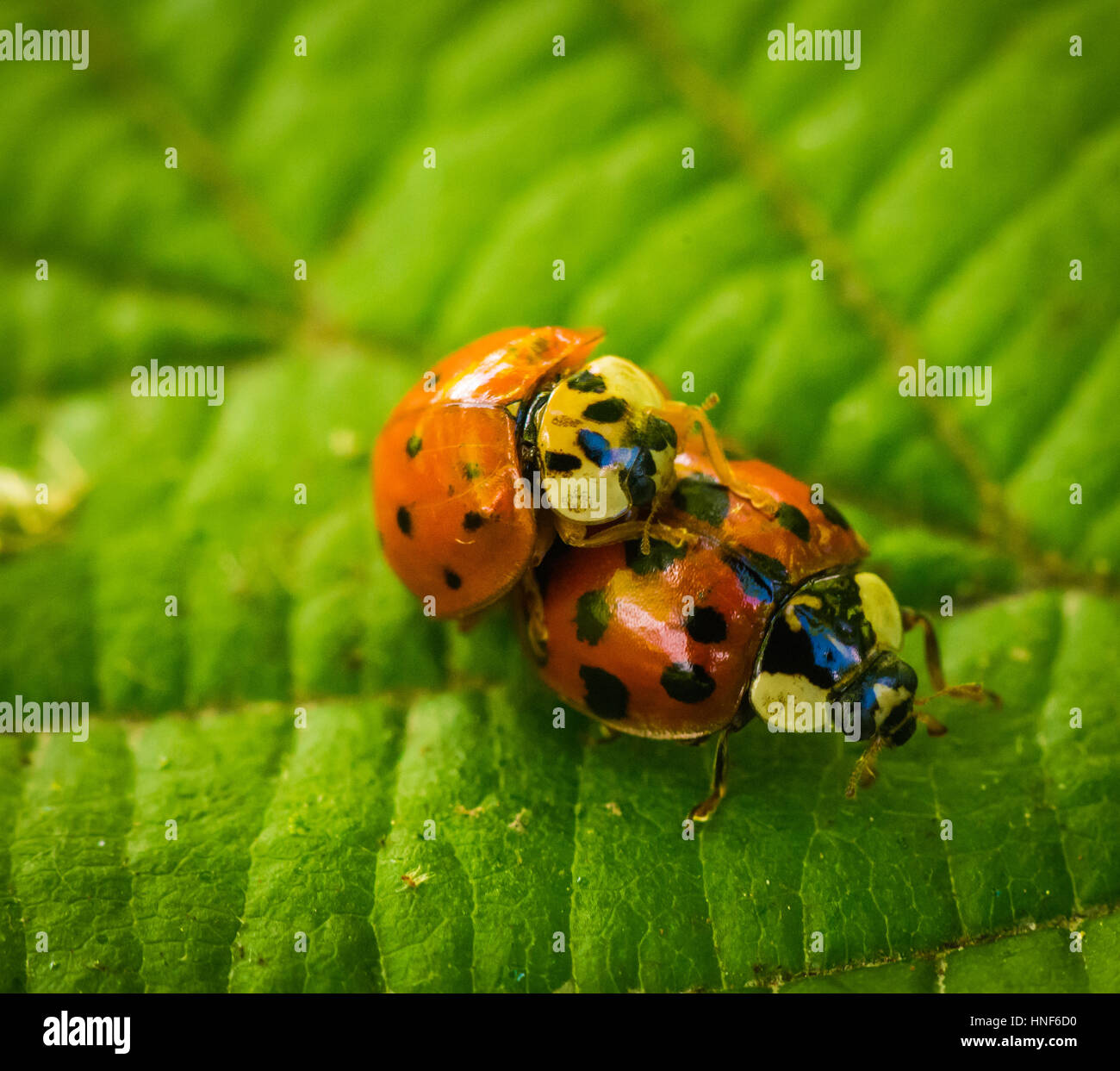 Marienkäfer / Ladybug Stockfoto