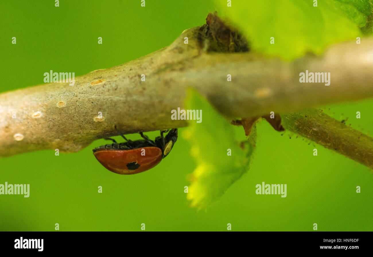 Marienkäfer / Ladybug Stockfoto