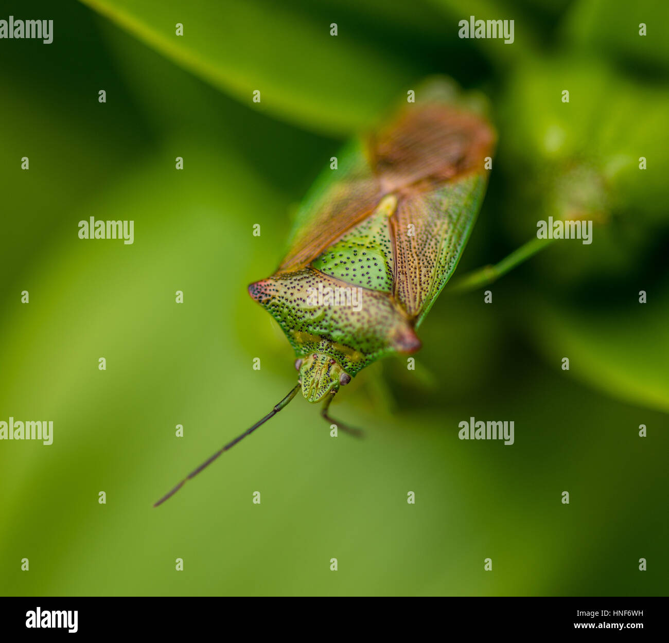 Weißdorn Shield Bug Stockfoto
