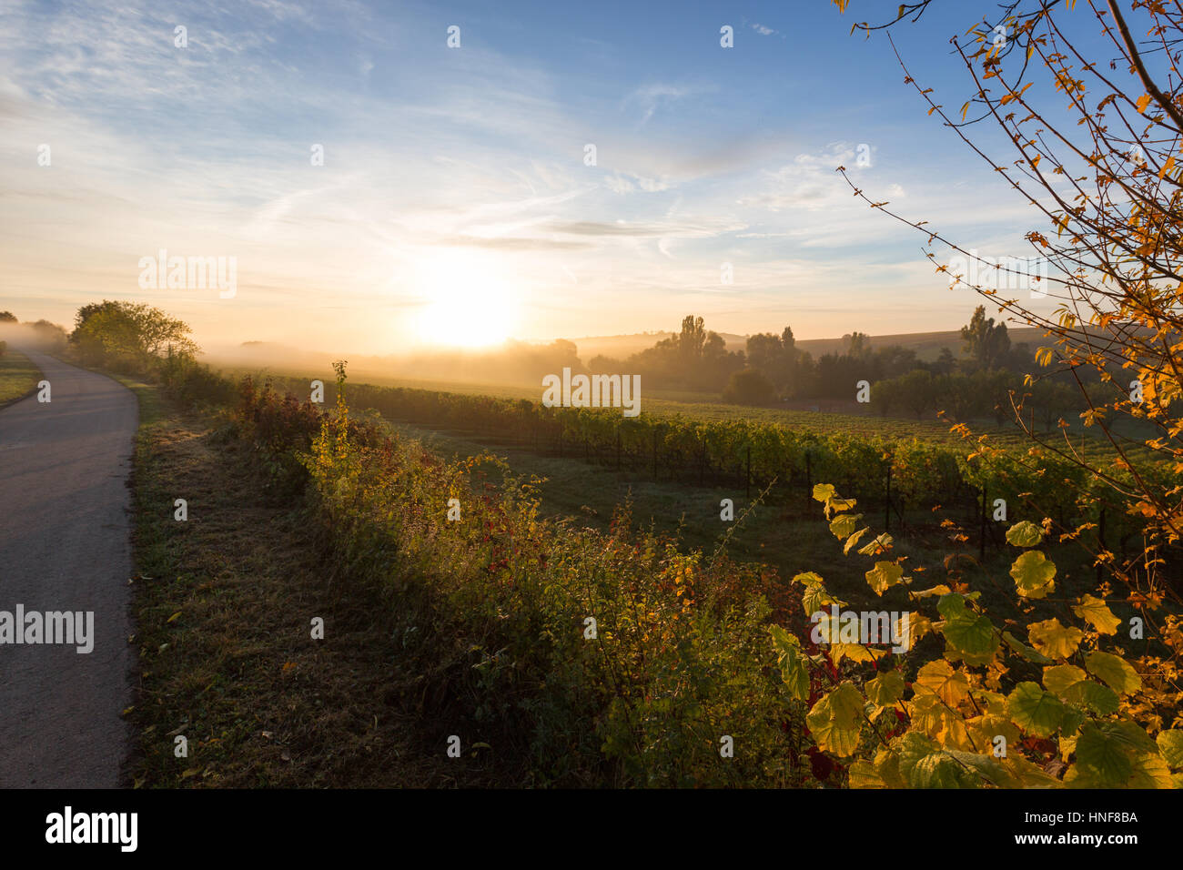 Straße in Weingarten in der Morgendämmerung, Pfalz, Deutschland Stockfoto