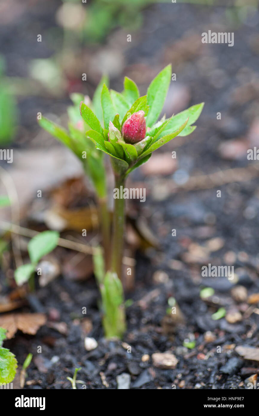 Helleborus x hybridus Stockfoto