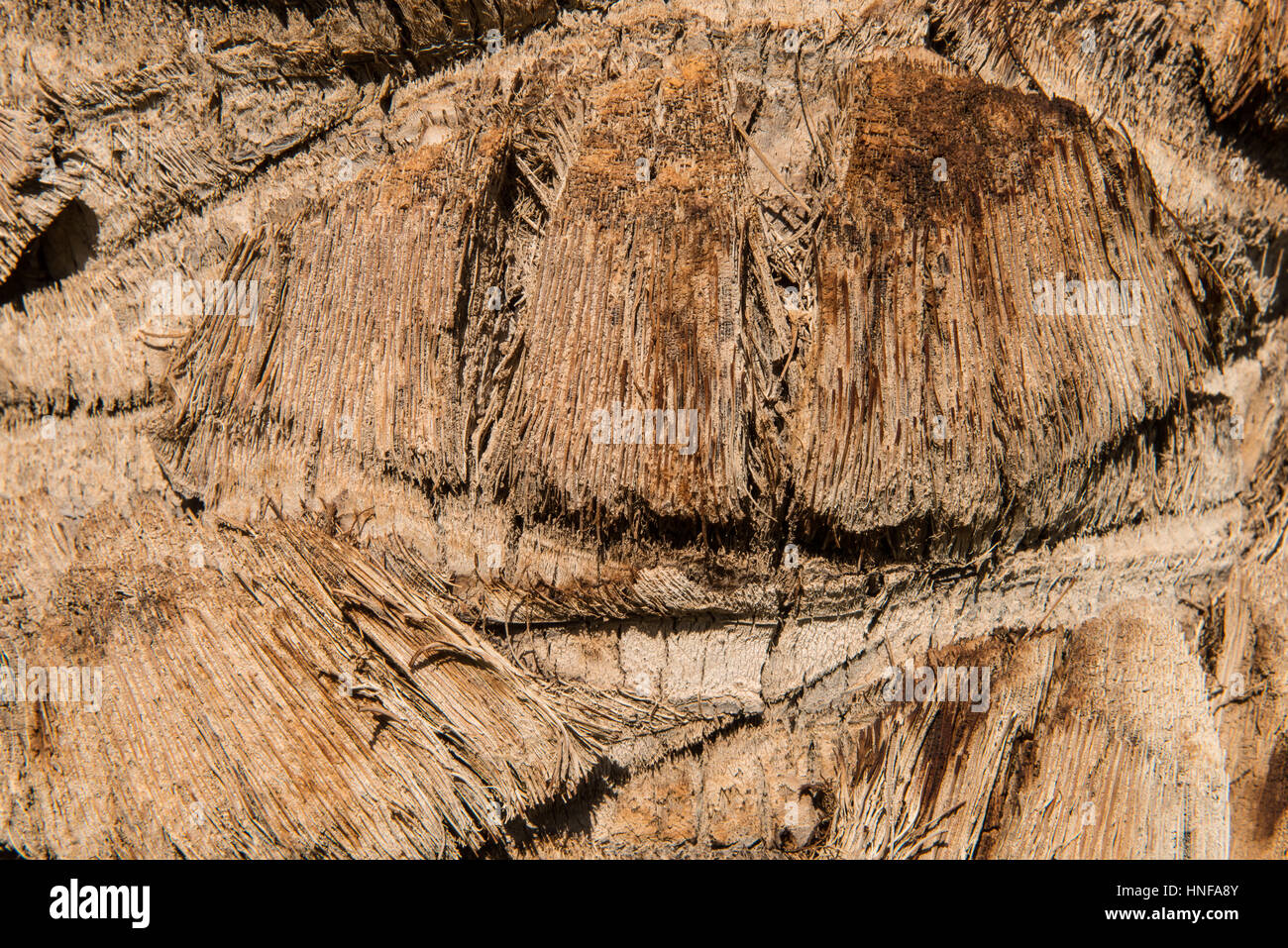 Palm Bäume Hintergrund Nahaufnahme. Palmblatt. Stockfoto