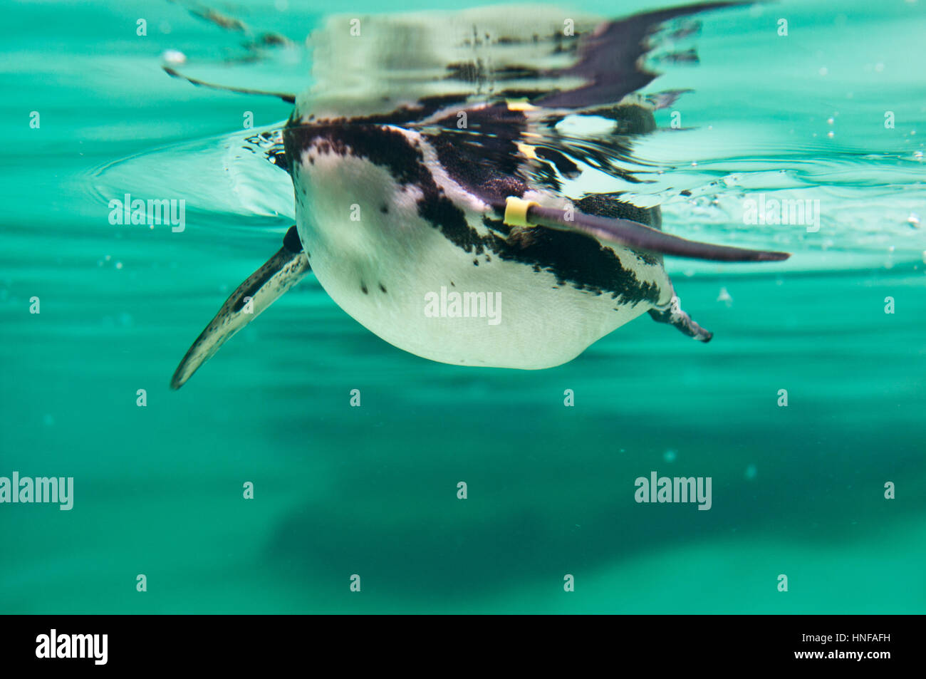 Schwimmen Pinguin aus unter Stockfoto