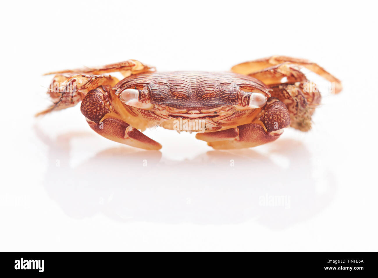 Makroaufnahme einer braunen kleine Krabbe isoliert auf weißem Hintergrund Stockfoto