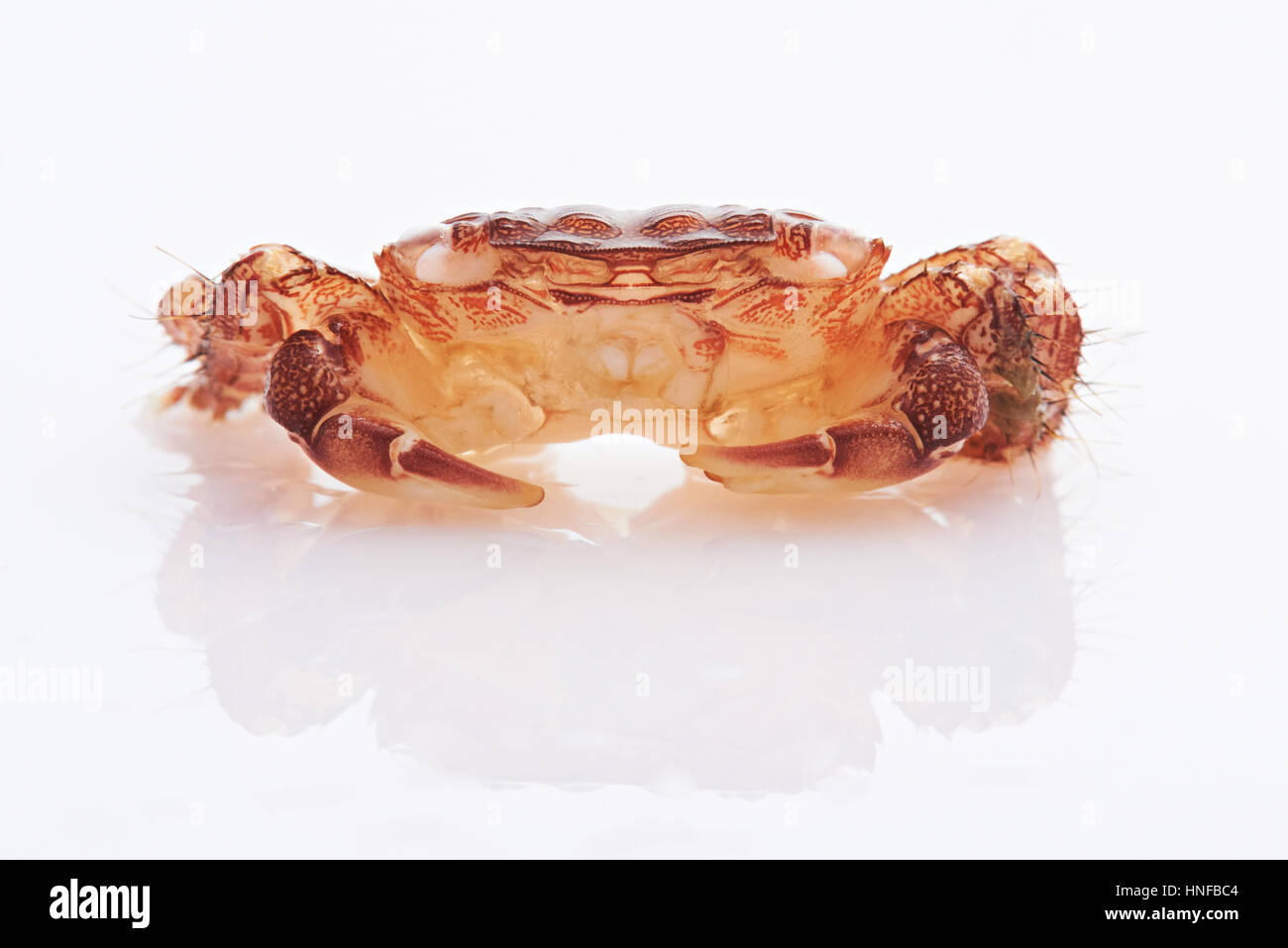 Kleine rote Krabbe isoliert auf weißem Hintergrund Stockfoto