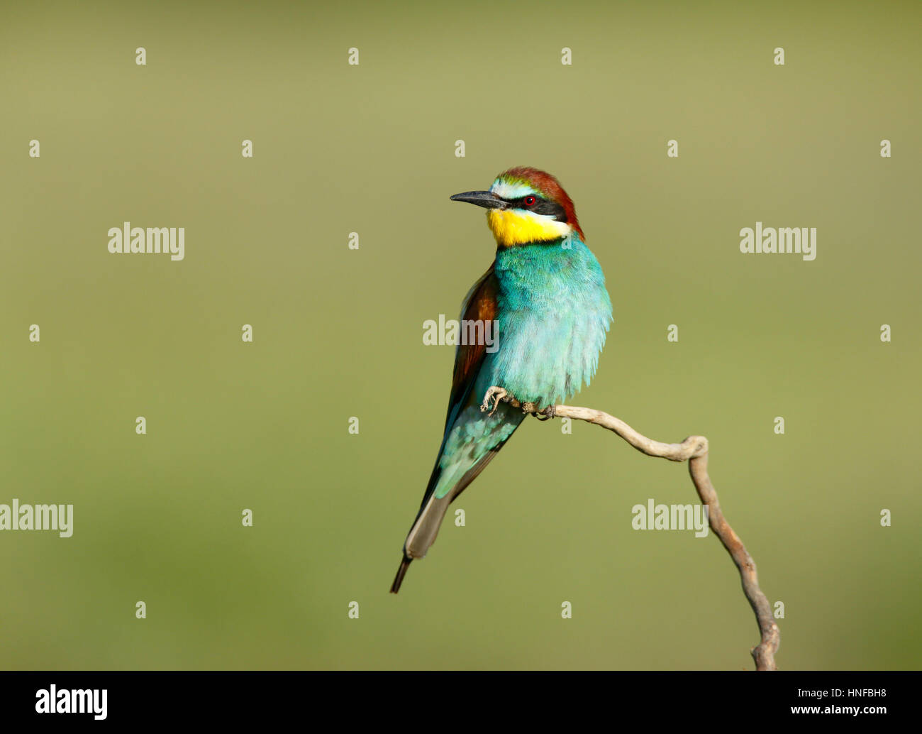 Europäische Bienenfresser, Bulgarien Stockfoto