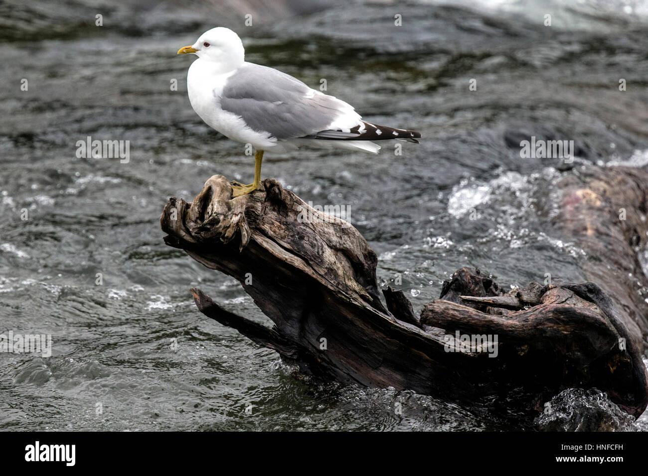 Möwen, die Säuberung der Reste von Lachs Stockfoto