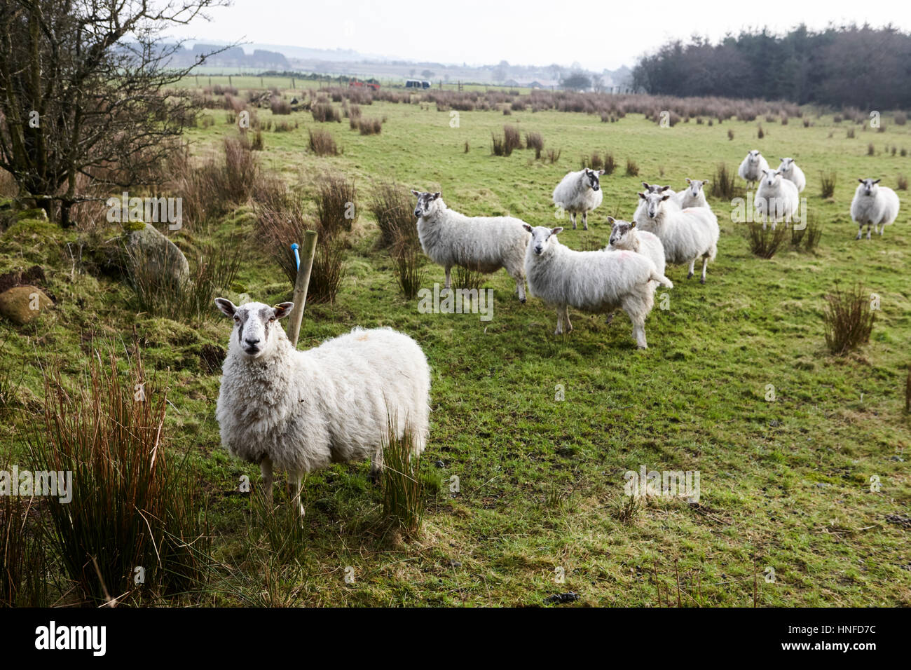 Schafherde in einem Feld Ballymena, County Antrim, Nordirland, Großbritannien Stockfoto