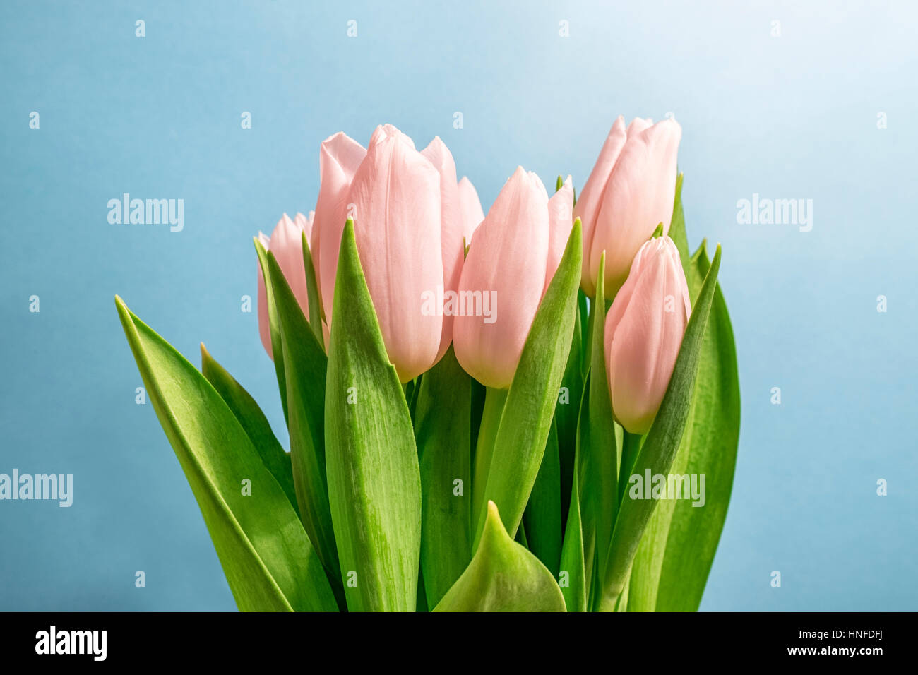 Schöne rosa Frühling Tulpen auf einem farbigen Hintergrund Stockfoto