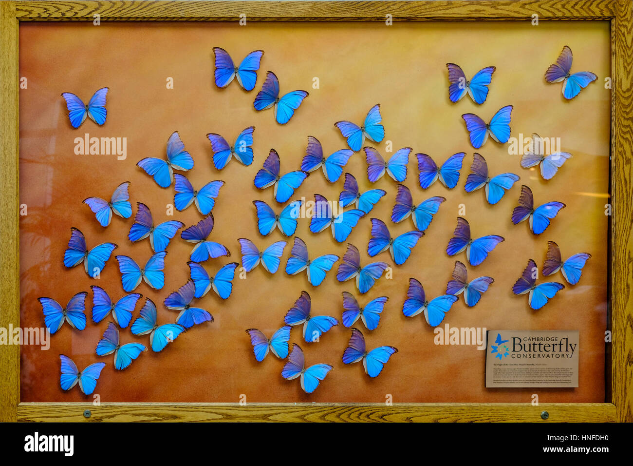 Gerahmte Schmetterlinge, riesigen blauen Morpho (Morpho Didius) hängt an der Wand am Eingang des Cambridge Schmetterlingshaus, Ontario, Kanada. Stockfoto