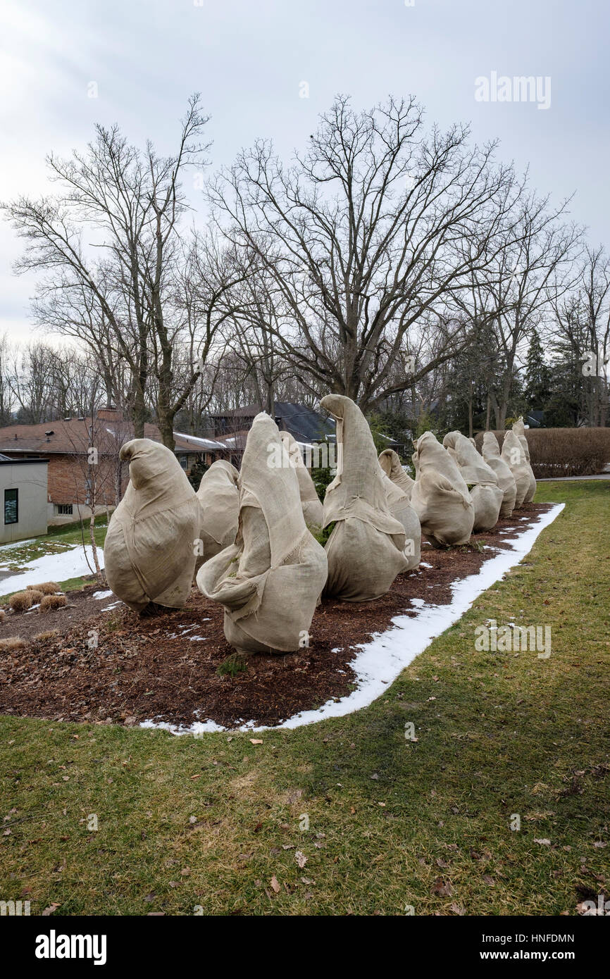 Evergreens mit Sackleinen umwickelt / Sackleinen / hessische Stoff zum Schutz vor Kälte, Frost, und frost im Winter in London, Ontario, Kanada. Stockfoto
