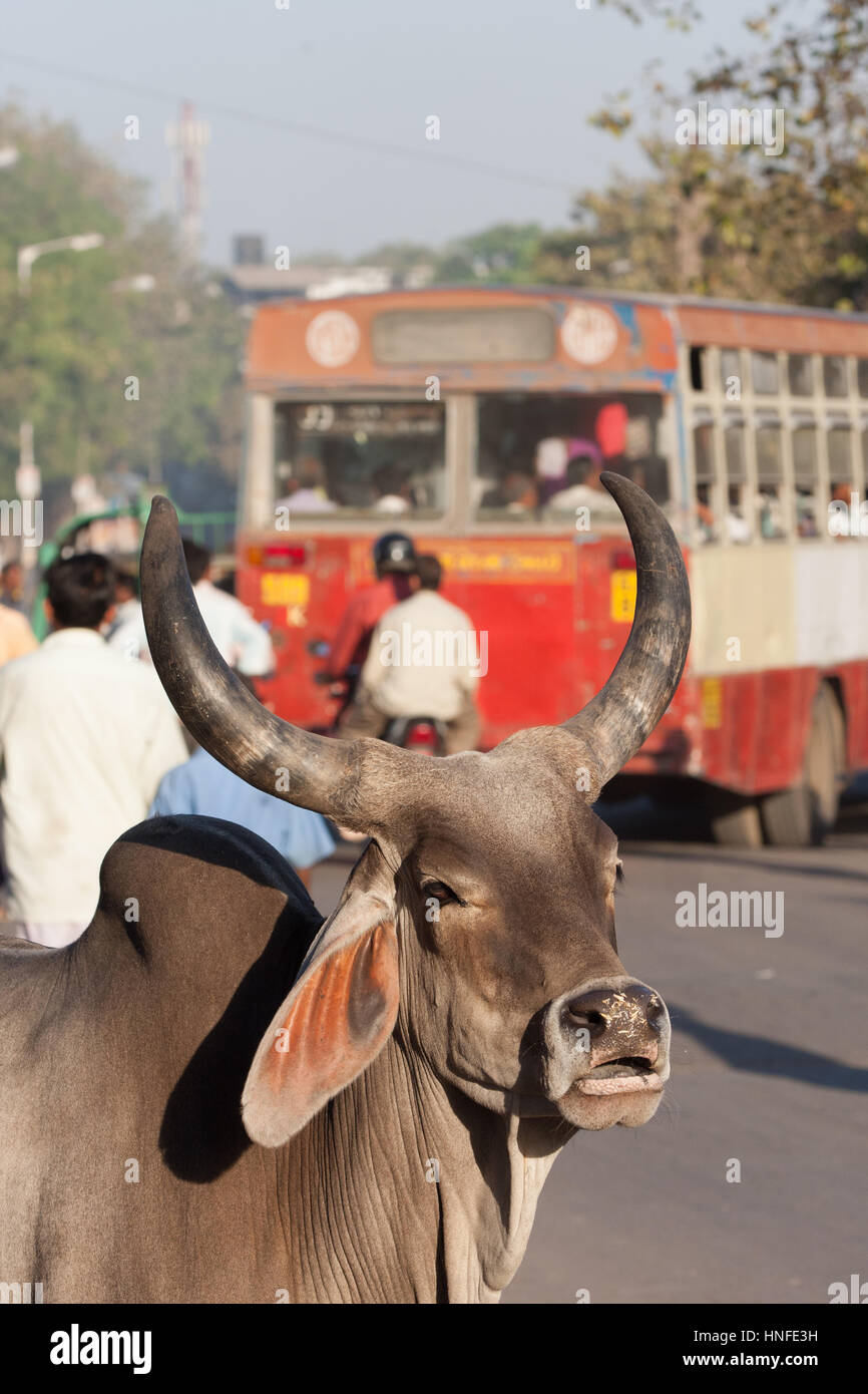Heilig, heilig, Kuh, für die Hindu-Religion, mit langen Hörnern Wandern in mitten auf der Straße im Zentrum von Ahmedabad, Bundesstaat Gujarat Indien. Stockfoto