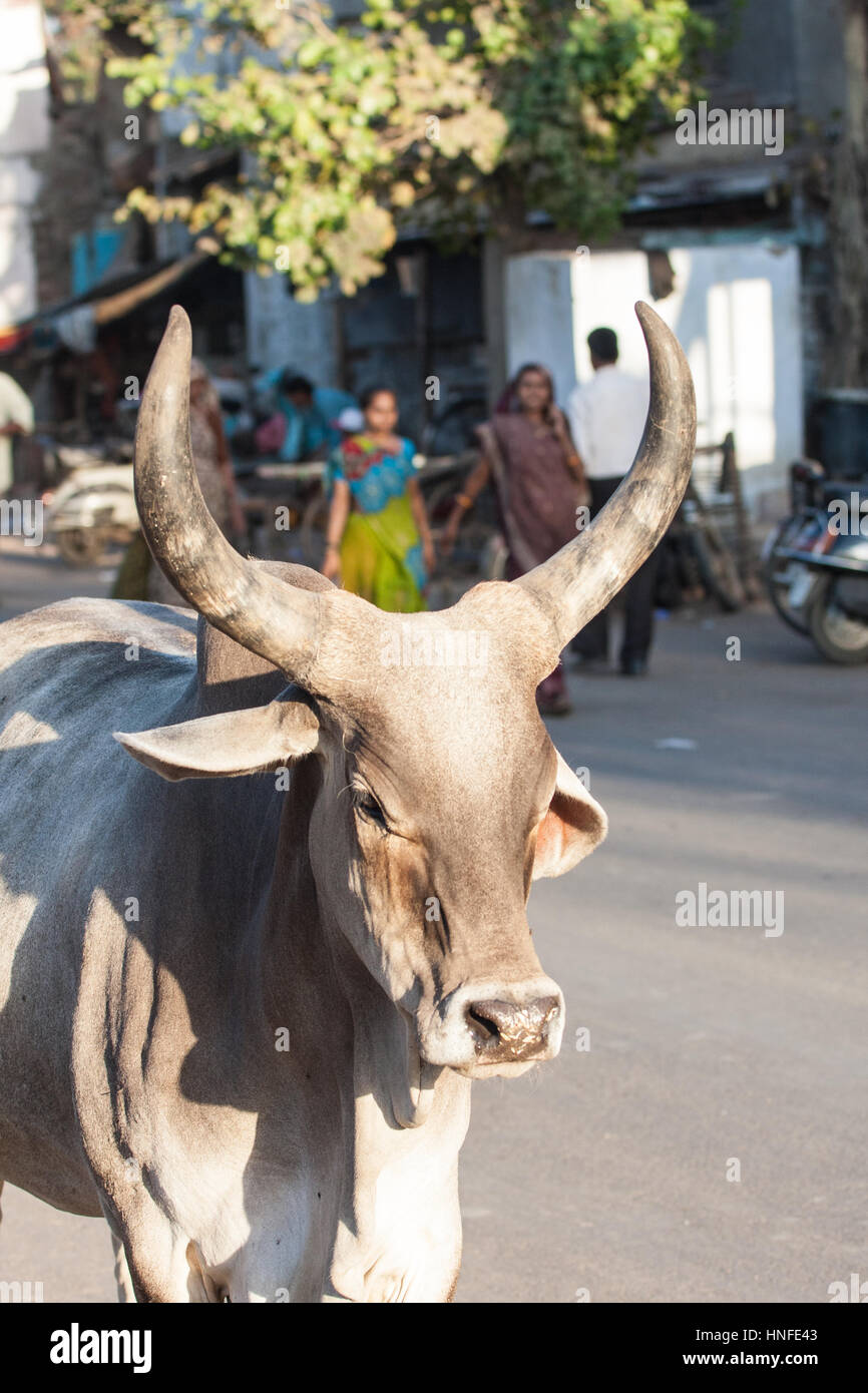 Heilig, heilig, Kuh, für die Hindu-Religion, mit langen Hörnern Wandern in mitten auf der Straße im Zentrum von Ahmedabad, Bundesstaat Gujarat Indien. Stockfoto
