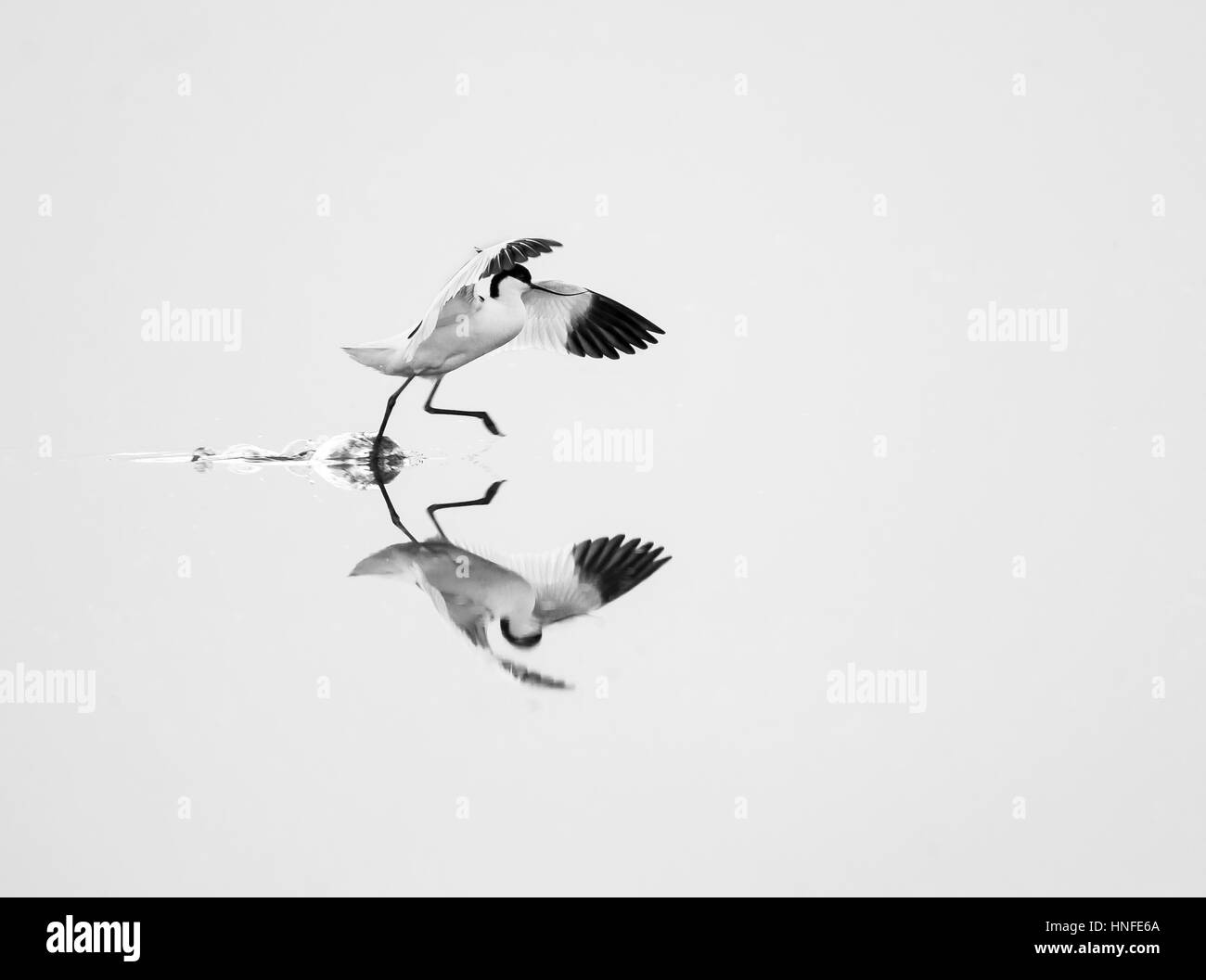 Eine Ausführung mit offenen Flügeln in blassen Flachwasser zeigen Reflexion Säbelschnäbler (Recurvirostra Avosetta) Stockfoto