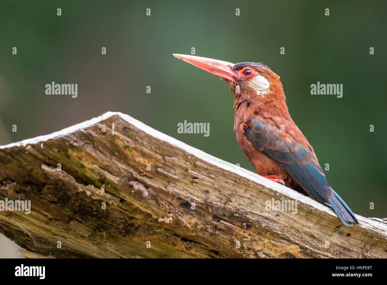 Weiß-eared Jacamar (Galbalcyrhynchus Leucotis), Puerto Nariño, Amazonas Stockfoto