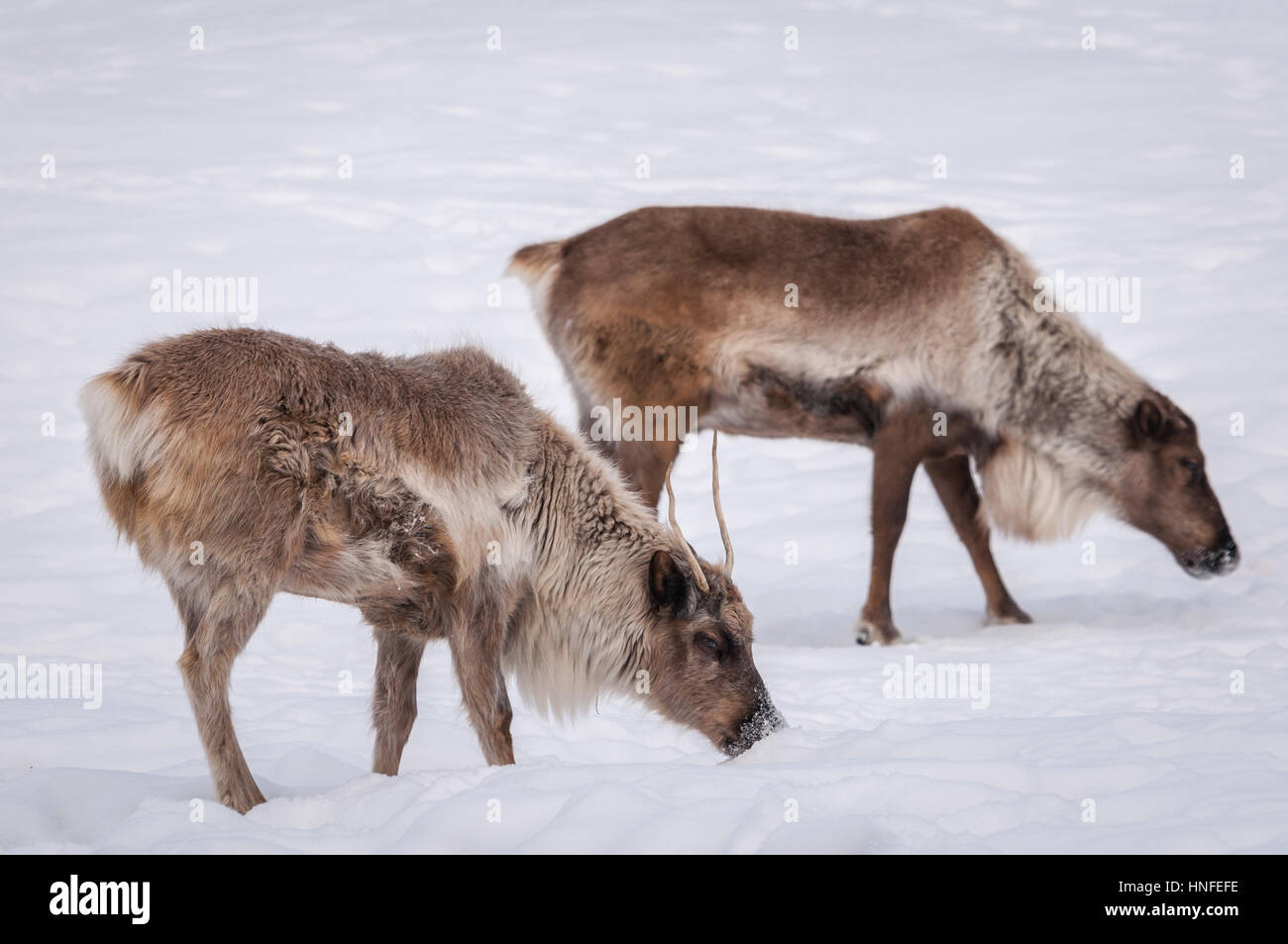 Caribou auf der Suche nach Nahrung im Winter Stockfoto