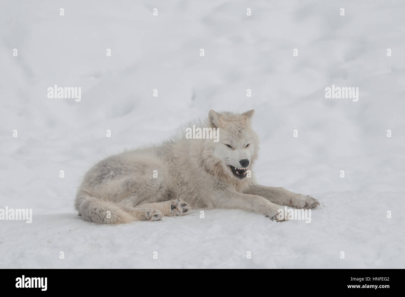 Arctic Wolf im Schnee. Stockfoto