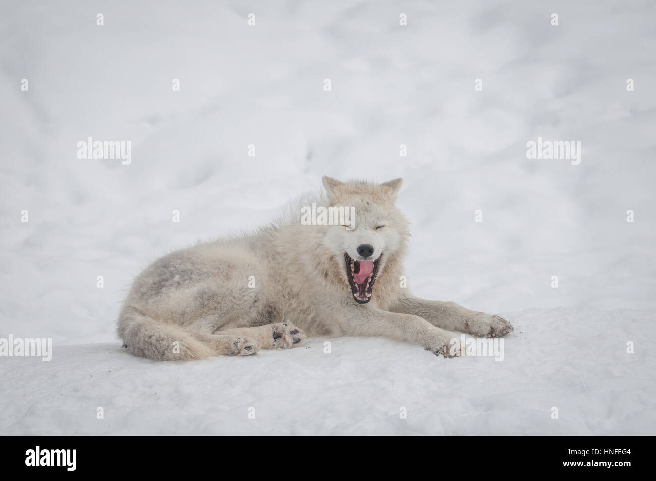 Arctic Wolf im Schnee. Stockfoto