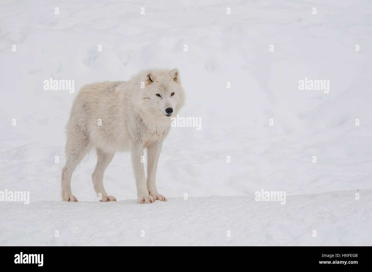 Arctic Wolf im Schnee. Stockfoto