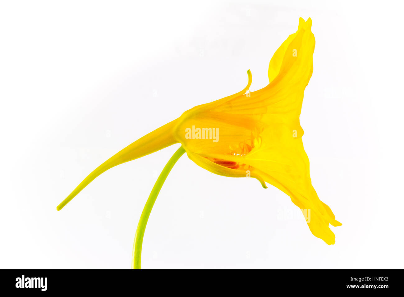 Der Natur-Kunst Nahaufnahme gelben Blume Stockfoto